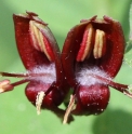 Lonicera conjugialis US5221