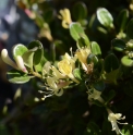 Lonicera crassifolia