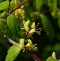 Lonicera demissa 