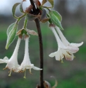 Lonicera elisae