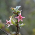 Lonicera gracilipes