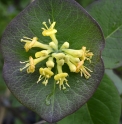 Lonicera hirsuta