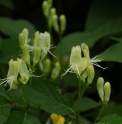 Lonicera longipes 