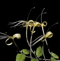 Lonicera macrantha CBCH336