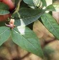 Lonicera modesta