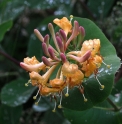Lonicera prolifera