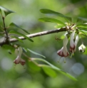 Lonicera serreana