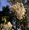 Lonicera standishii 