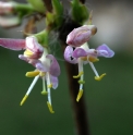 Lonicera standishii 'Budapest'