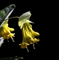 Lonicera subaequalis