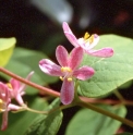 Lonicera tatarica
