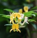 Lonicera transarisanensis CMBTW1656