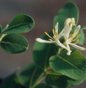 Lonicera vidalii