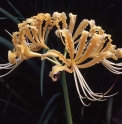 Lycoris aurea 