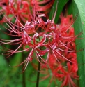 Lycoris radiata 