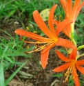 Lycoris sanguinea 