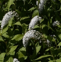 Lysimachia clethroides JP1611 