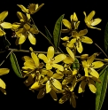 Lysimachia davurica