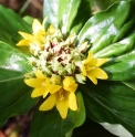 Lysimachia paridiformis W/O-7152