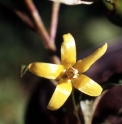 Lysimachia  sikokiana