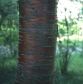 Prunus maackii 