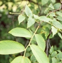 Maddenia wilsonii