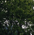 Magnolia sargentiana var.robusta