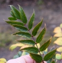 Mahonia eurybracteata subsp.ganpinensis