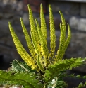 Mahonia oiwakensis (=lomariifolia)