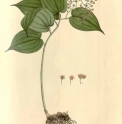 Maianthemum fuscum 