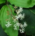 Maianthemum japonicum