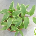 Maianthemum japonicum 'Kousen'