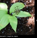 Maianthemum japonicum 'Koukou'