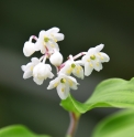 Maianthemum oleraceum 