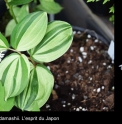 Maianthemum japonicum 'Tresor du Japon'