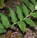 Maianthemum racemosum