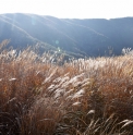 Miscanthus CMBJP1968