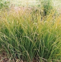 Miscanthus sacchariflorus 