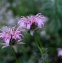 Monarda bradburiana