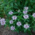 Monarda menthifolia