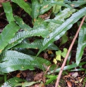 Neocheiropteris ensata CMBJP1874