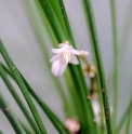 Ophiopogon malcomsonii