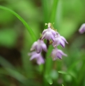 Ophiopogon bodinieri B&L12505