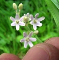 Ophiopogon bodinieri CBCH783