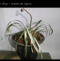 Ophiopogon japonicus 'Koyuki'