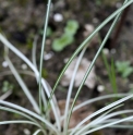 Ophiopogon japonicus 'Silver Comet'