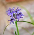Ophiopogon japonicus 'Lavender flowers'