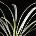 Ophiopogon planiscapus 'Haku Ryu Ko' (= 'Little Tabby')