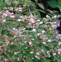 Hydrangea serrata 'Otsu-Hime' (= 'Umbellata')