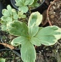 Pachysandra terminalis 'Fukurin fu'